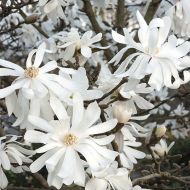 Саженец магнолии звездчатой ​​Роял Стар в контейнере